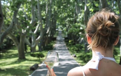 Vignoble de St-Tropez